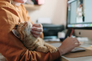 Connecticut most pet-friendly state