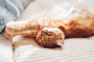Trucker Cat Reunited with Driver After Over a Month