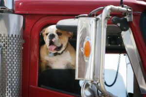 Pets can improve your health both physically and mentally