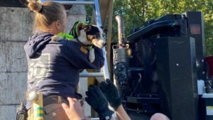 Rat Terrier being rescued by firefighters from garbage truck