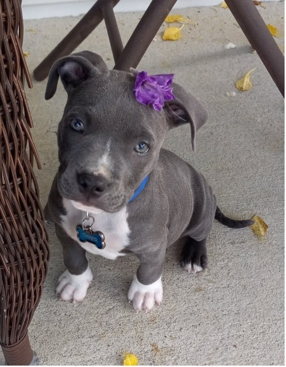 Puppy with a purple bow on her head.