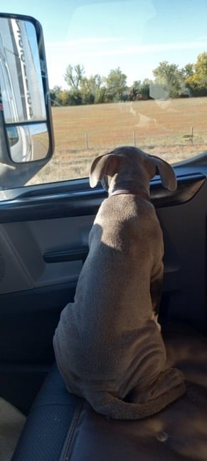 Puppy looking out the window of a semi truck