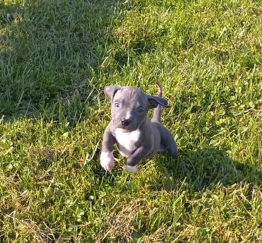 Puppy playing in the grass on a sunny day
