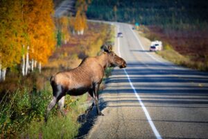 Truck Driver’s Act of Kindness: Comforting an Injured Moose in its Final Moments
