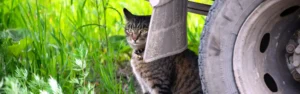 Real Life Trucker Pens Fictional Tale Based on Experiences on the Road with a Cat