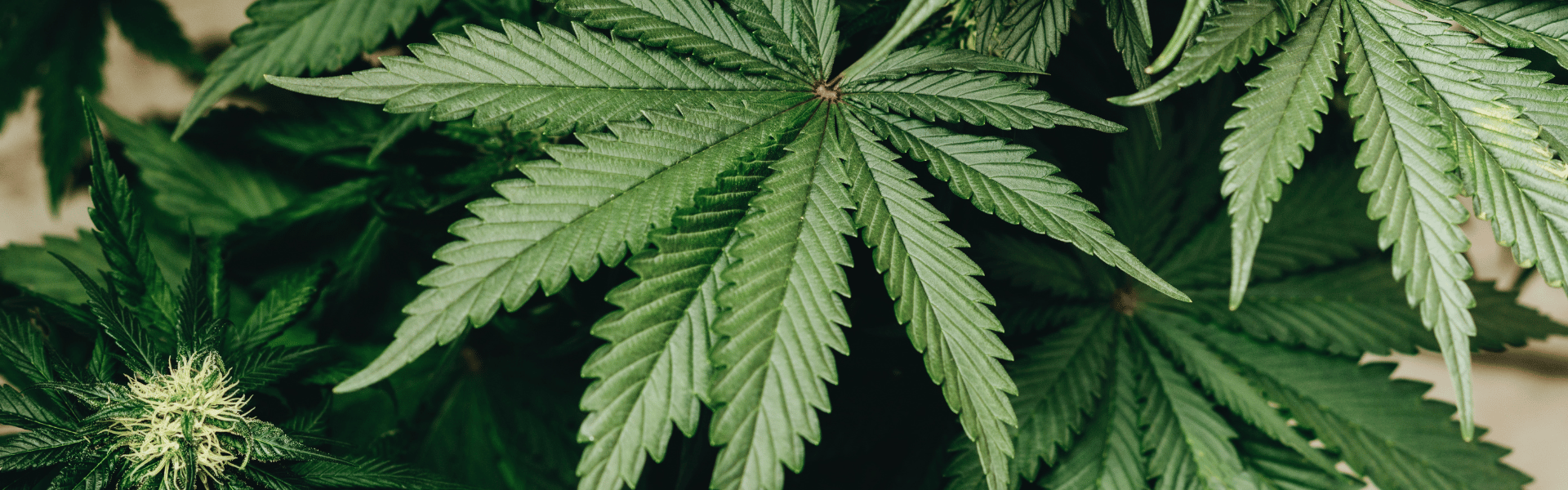 marijuana plant leaves