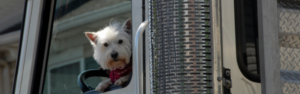 Trucking with Pets: Tips for Traveling with Furry Companions