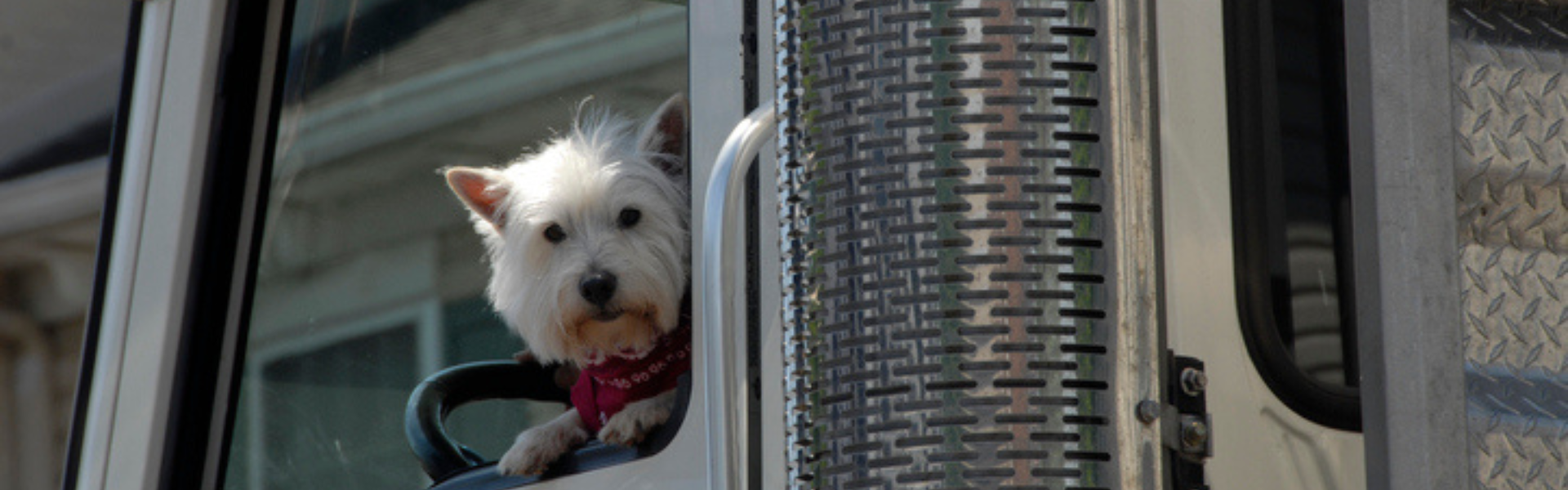 dog in semi truck