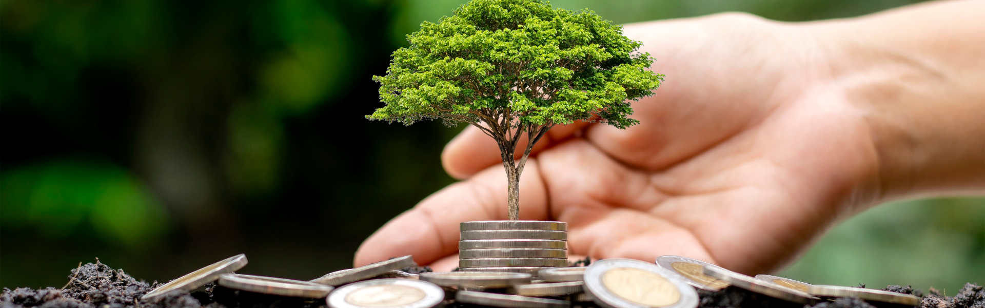 Hand touching small tree growing from coins