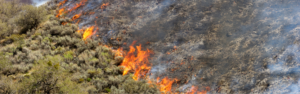 From Paradise to Tragedy: How Fire Ravaged Lahaina and How You Can Help with ALAN