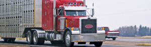 Is Livestock Hauling for You? Essential Considerations for Truck Drivers