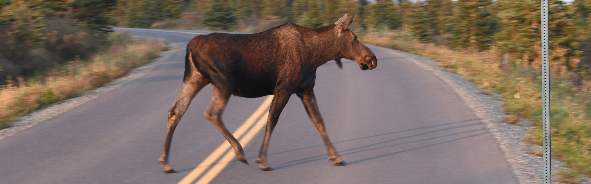 Moose on road