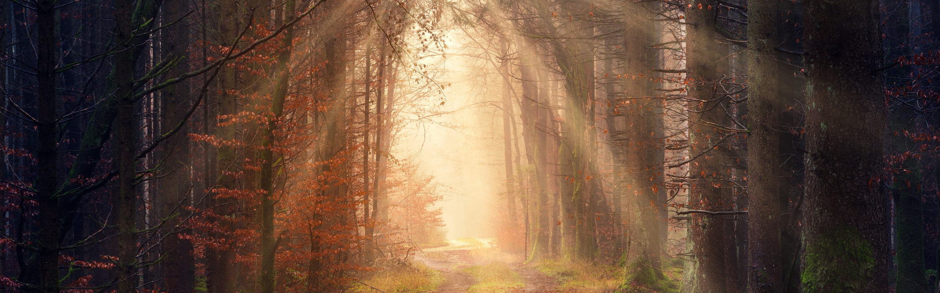 sunlight coming through the trees in the forest