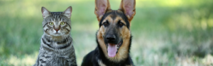 Team Cat or Dog: The Perfect Pets for Truck Drivers