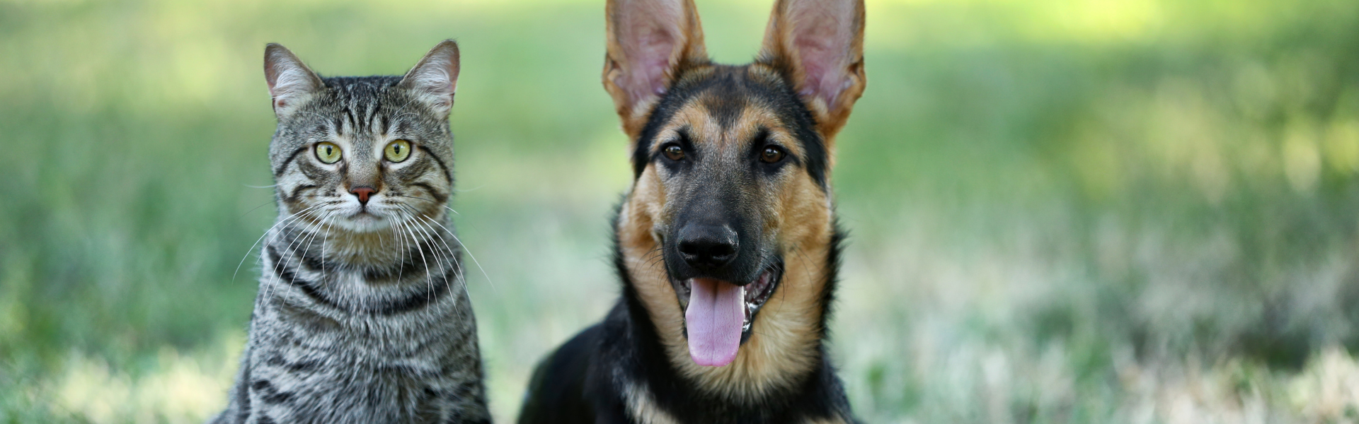 puppy and cat in grass