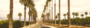 palm tree lined road