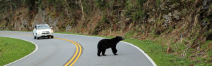 Black bear on road