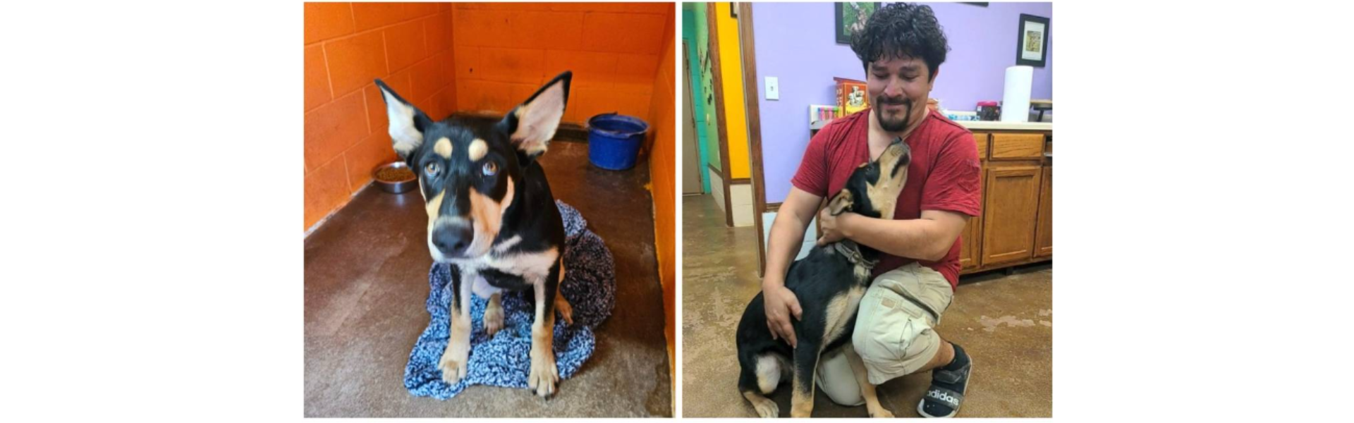 trucker reunited with lost dog