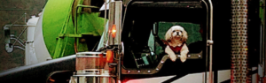 small white dog looks out drivers side window of dark-colored semi truck