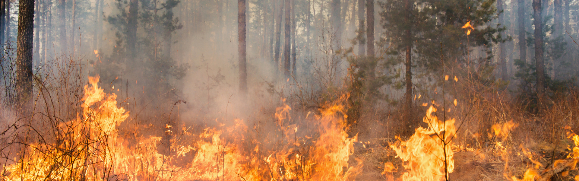 wildfire flames consuming a forest