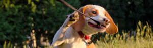 beagle dog on leash in green area pet friendly truck stops