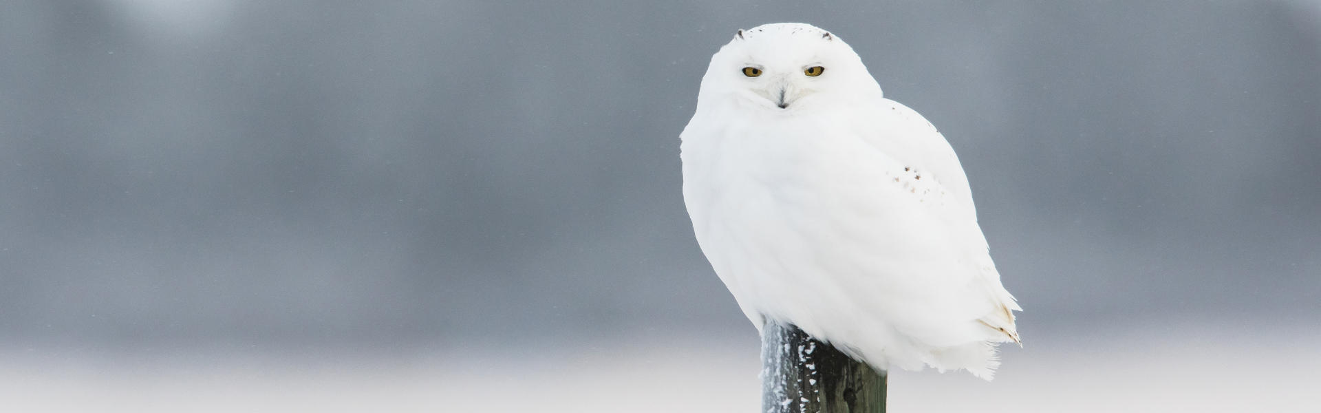 white owl perched on a post with a snowy background,drivers share chilling tales of paranormal sightings from haunted Civil War soldiers in Virginia to unexplained events in Alabama and California