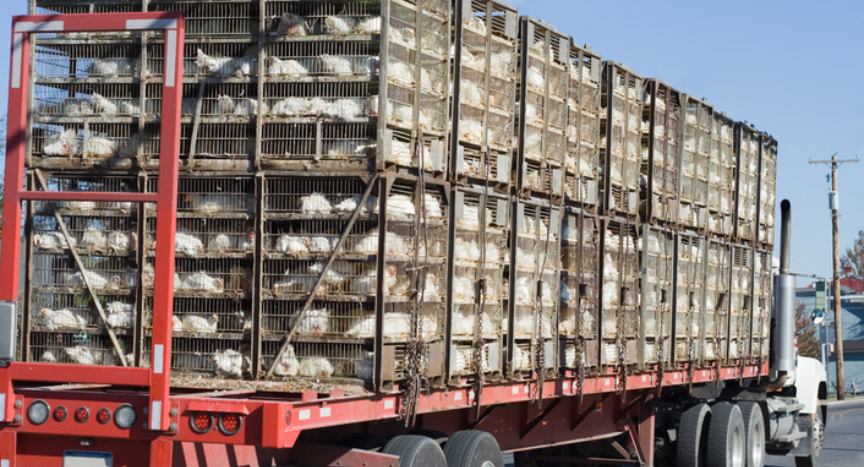 The FMCSA has issued a regional emergency declaration in response to the bird flu outbreak, granting regulatory relief for truckers transporting live chickens from affected areas. Learn how this impacts drivers and the poultry supply chain.