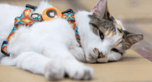 Francine the Trucker Cat: Store Mascot Found Safe After Accidental Ride to Another State