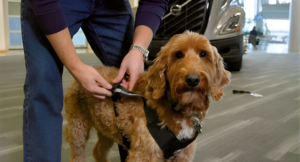 Volvo VNL Earns Industry First Pet Safety Approval for Drivers Traveling with Dogs