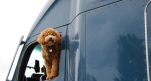 Top National Trucking Carriers with Pet and Passenger Programs and What Drivers Should Know