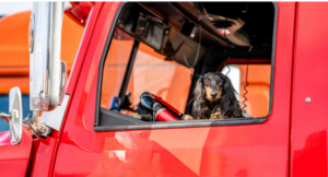 Emergency Vet Planning for Truck Drivers Traveling with Pets