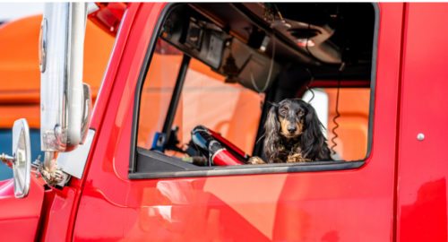 Learn how truck drivers traveling with pets can prepare for emergency vet care on the road, including clinic options, pet records, medication refills, and emergency contacts.