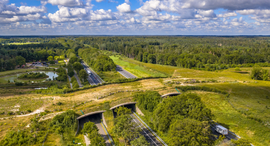 Why Some U.S. Highways Have Dedicated Wildlife Crossings