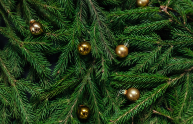 The 2026 Capitol Christmas Tree will travel from Idaho to Washington, D.C. Learn how this annual tradition highlights the trucking industry and the drivers behind the haul.