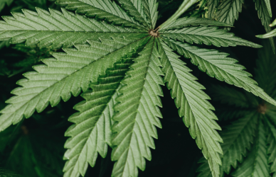 marijuana plant leaves