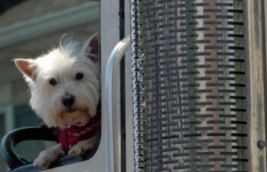 dog in semi truck