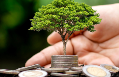 Hand touching small tree growing from coins
