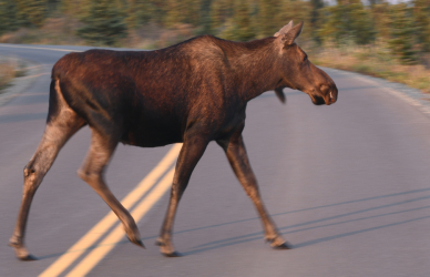 Moose on road