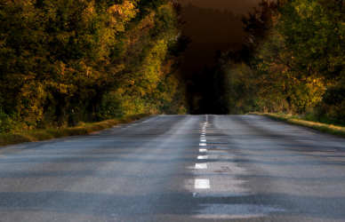 tree lined highway