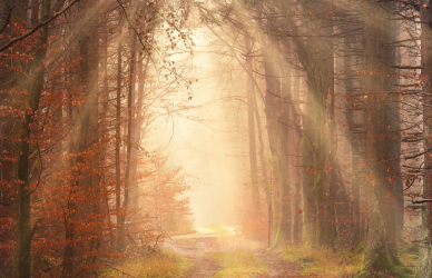 sunlight coming through the trees in the forest