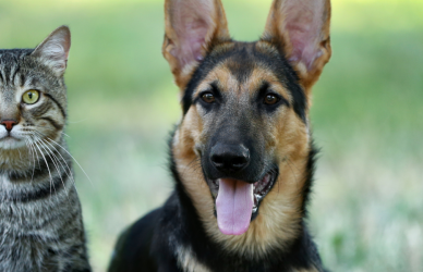 puppy and cat in grass