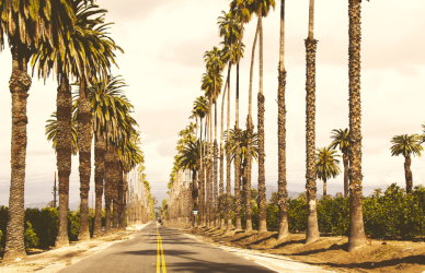 palm tree lined road