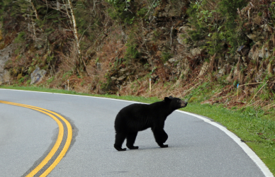 Black bear on road