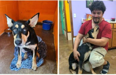 trucker reunited with lost dog