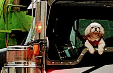 small white dog looks out drivers side window of dark-colored semi truck