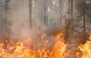 wildfire flames consuming a forest