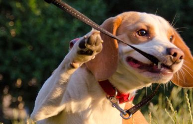 beagle dog on leash in green area pet friendly truck stops