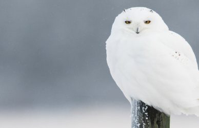 white owl perched on a post with a snowy background,drivers share chilling tales of paranormal sightings from haunted Civil War soldiers in Virginia to unexplained events in Alabama and California