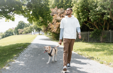 man walking yellow lab dog in park