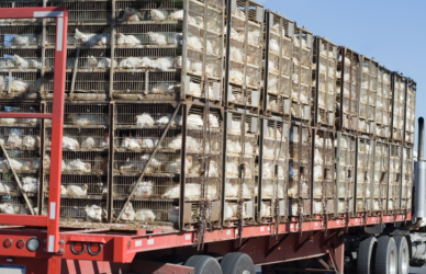 The FMCSA has issued a regional emergency declaration in response to the bird flu outbreak, granting regulatory relief for truckers transporting live chickens from affected areas. Learn how this impacts drivers and the poultry supply chain.